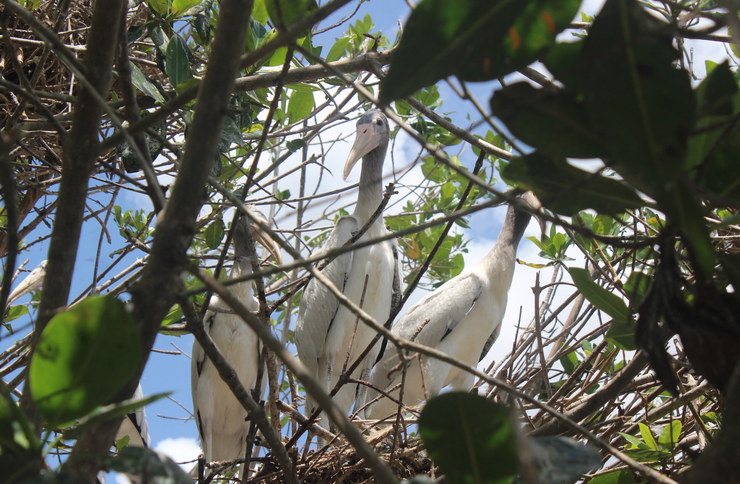 Juvenile Wood Storks at Cudjoe